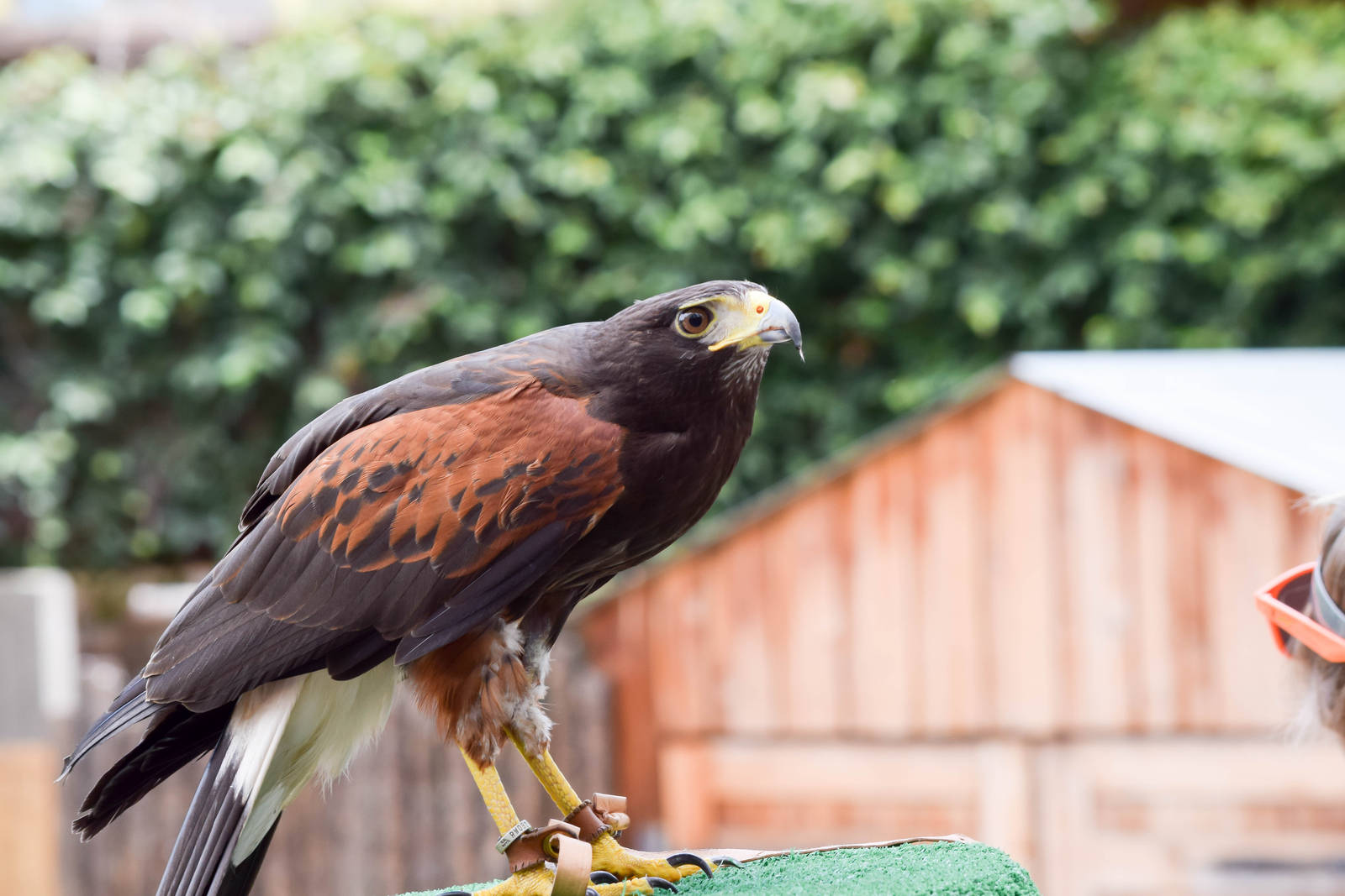Frequent Flyers Bird Show