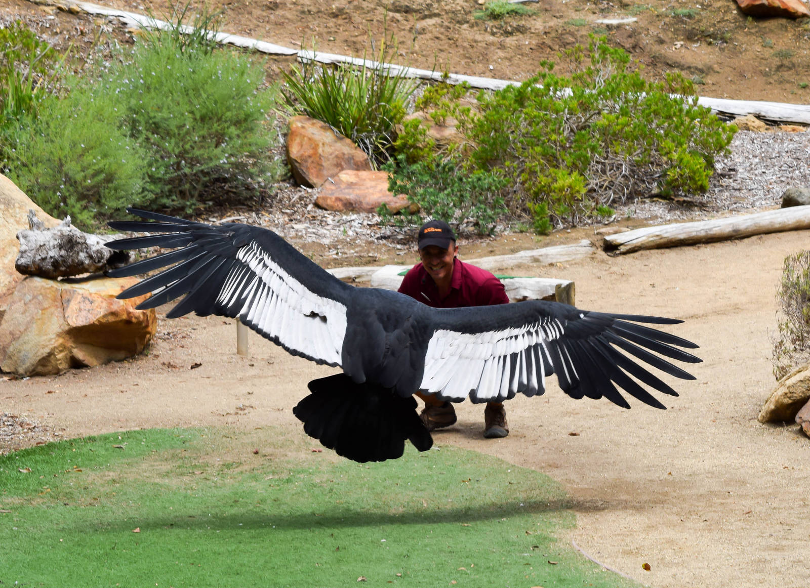 Frequent Flyers Bird Show