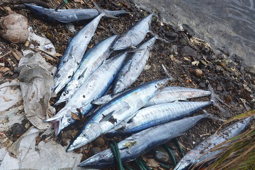 Fresh caught Wahoo -- Cook Islands