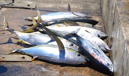Fresh caught Yellow-finned tuna -- Cook Islands
