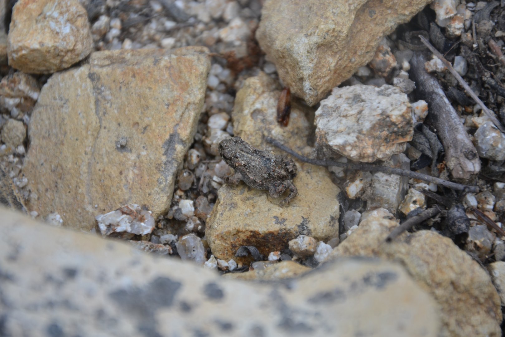 Fresh metamorphosed Natterjack toad Epidalea calamita