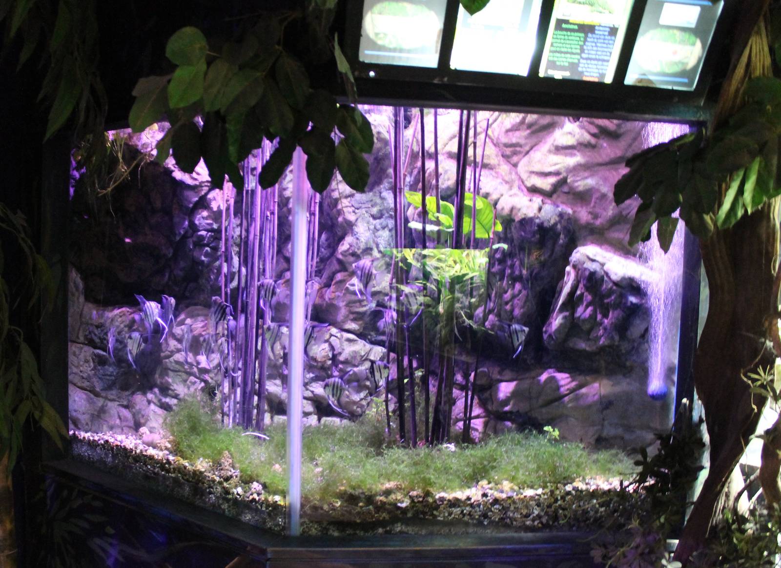 Fresh-water angelfish aquarium