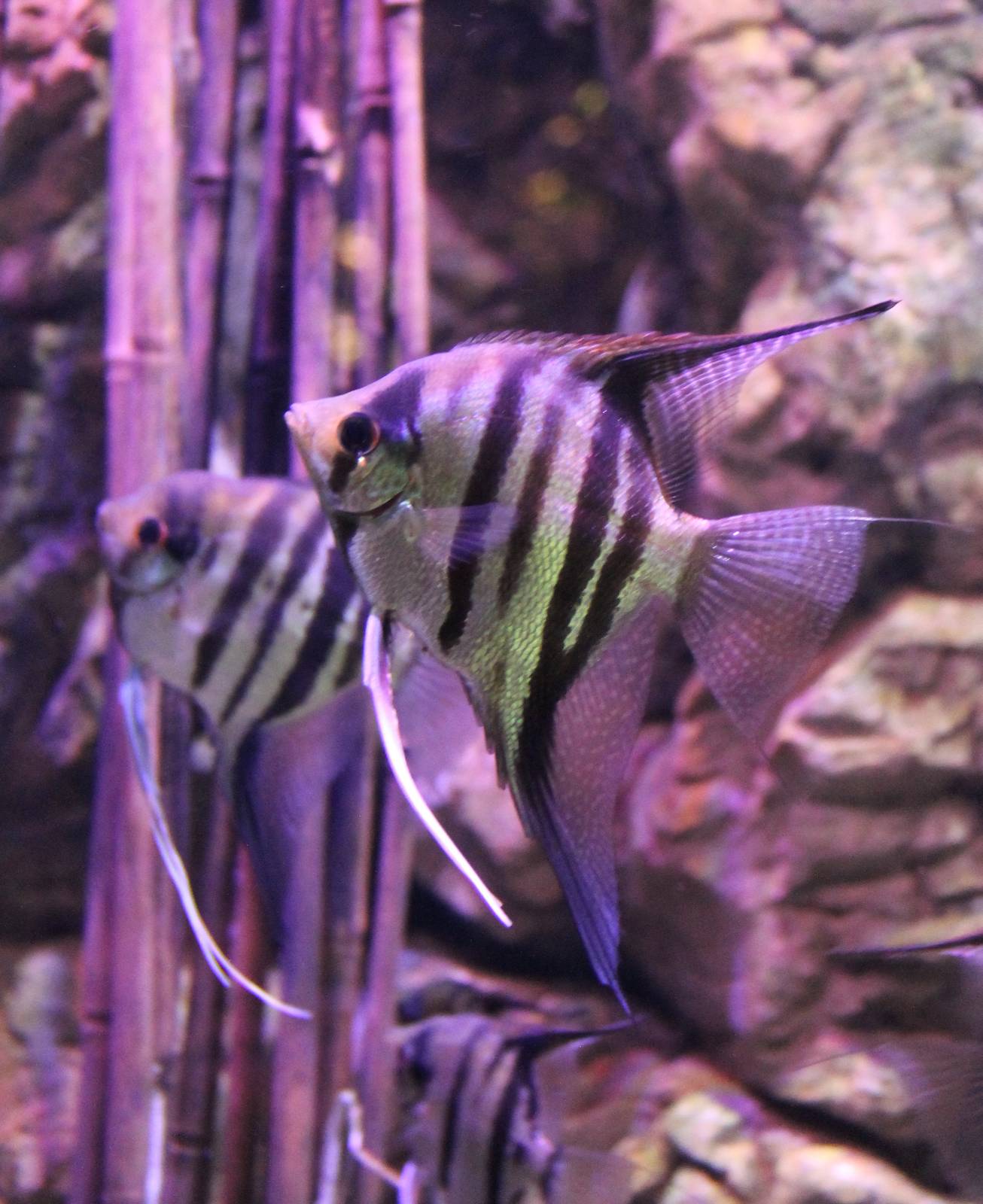 Fresh-water angelfishes