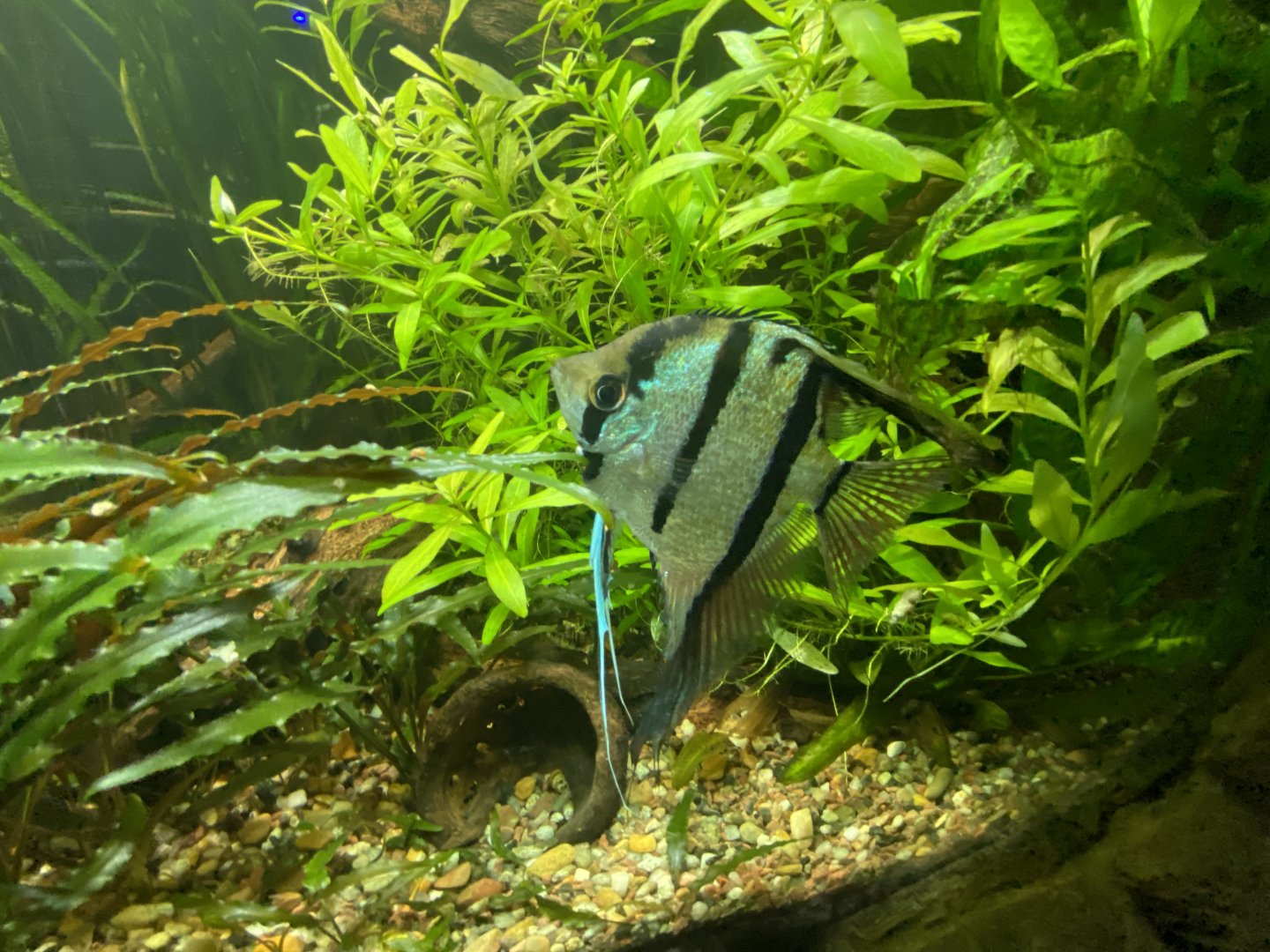 Fresh water angle fish