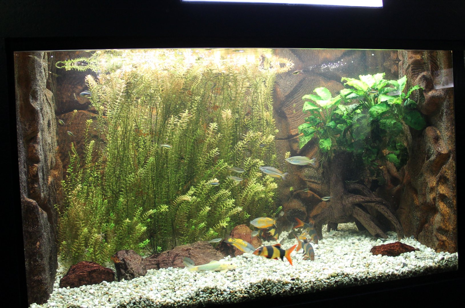 Fresh-water-aquarium