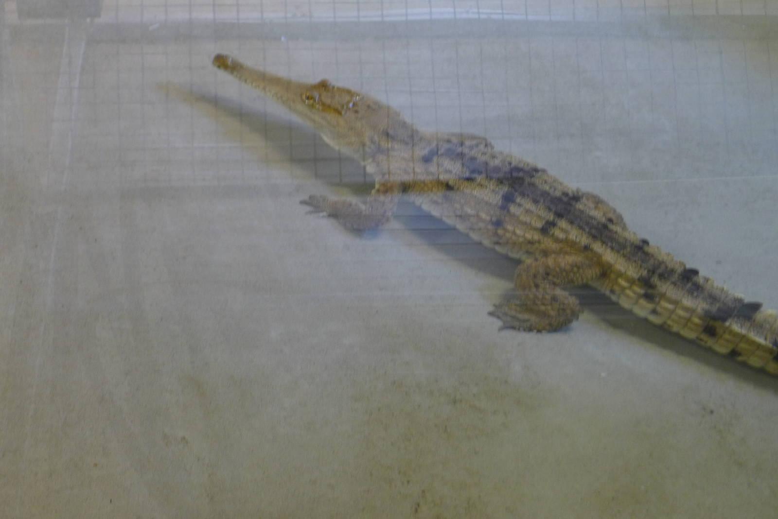 Fresh water croc