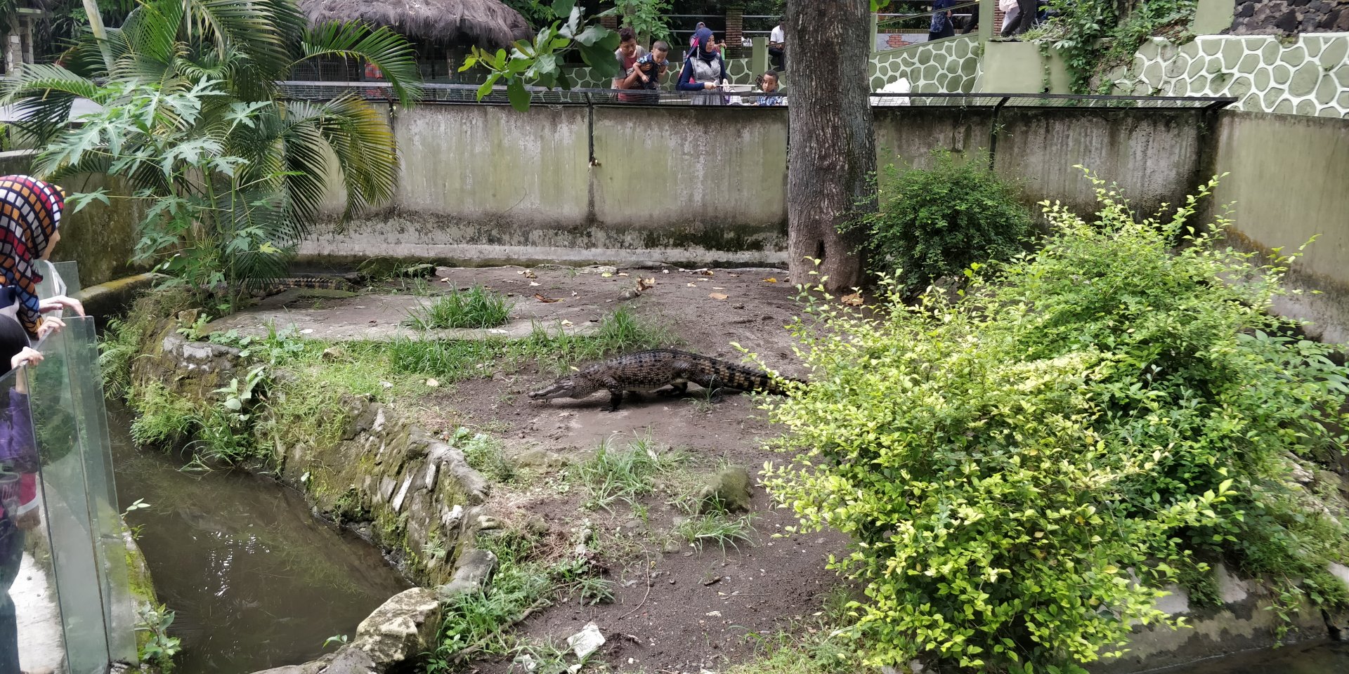 Fresh water croccodile enclosure