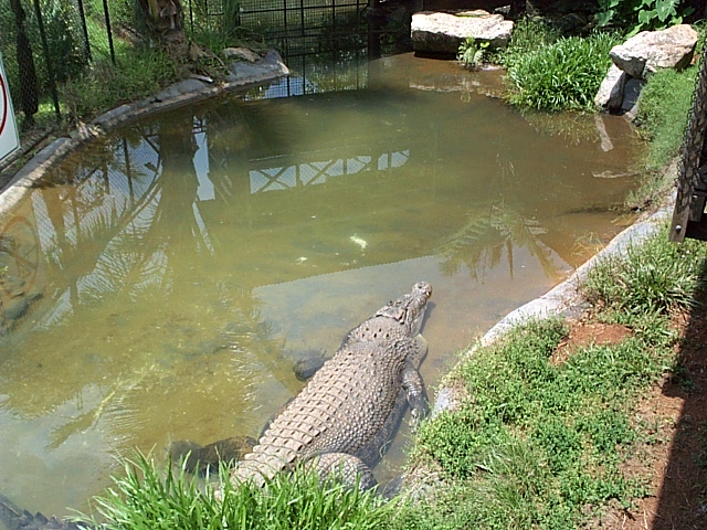 Fresh water crocodile Dec 2001
