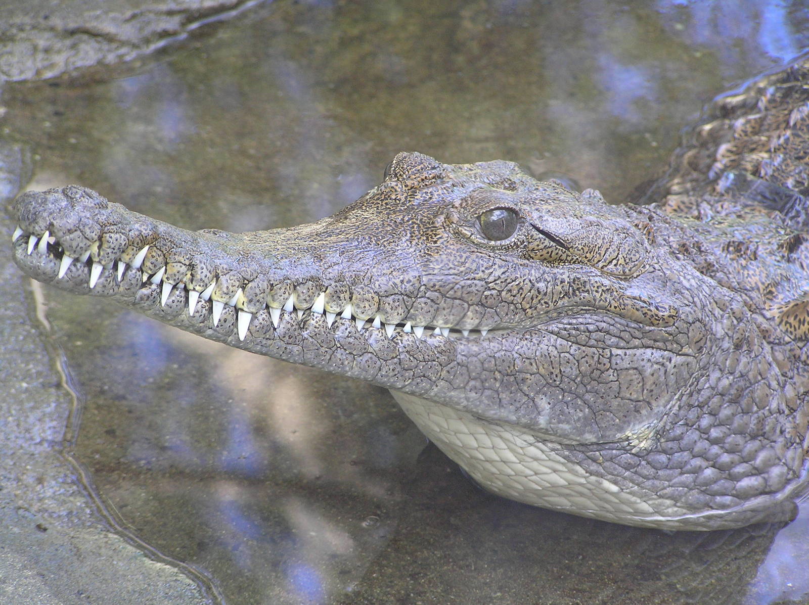 Fresh water crocodile - Taronga 05