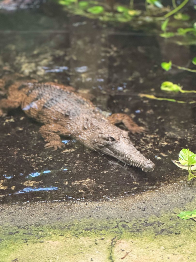 Fresh Water Crocodile