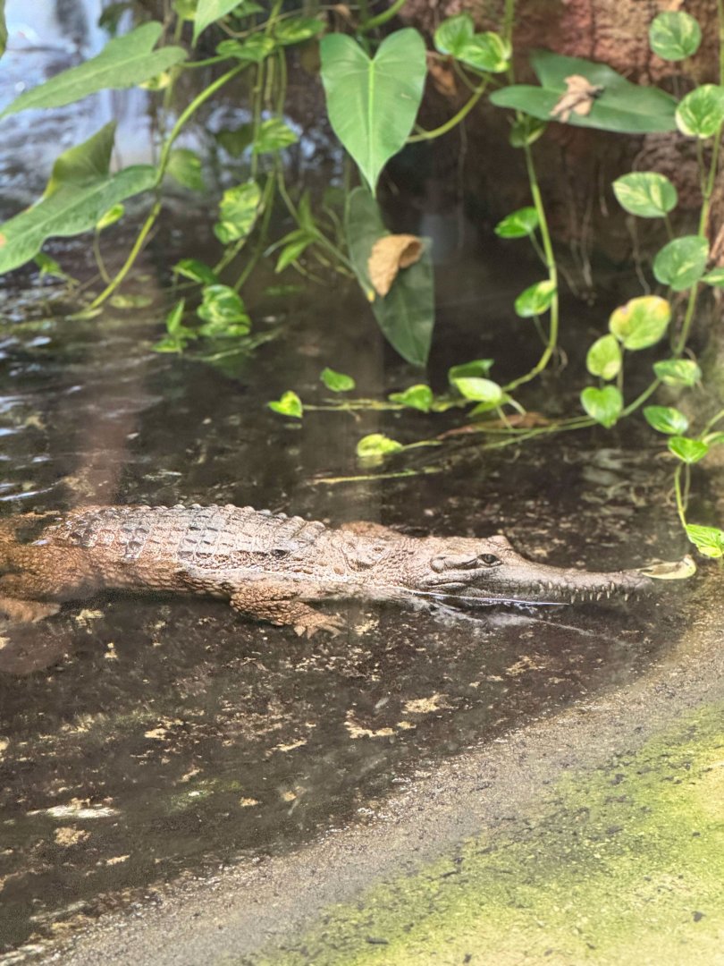 Fresh Water Crocodile