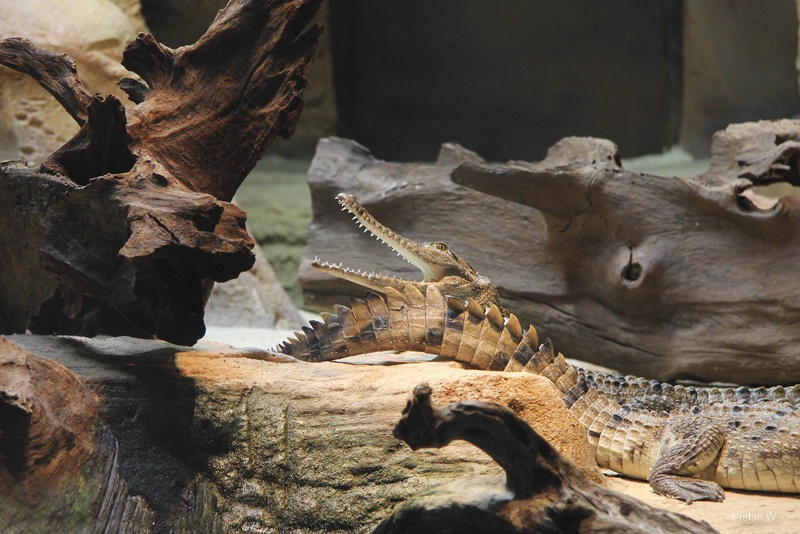 Fresh water crocodiles