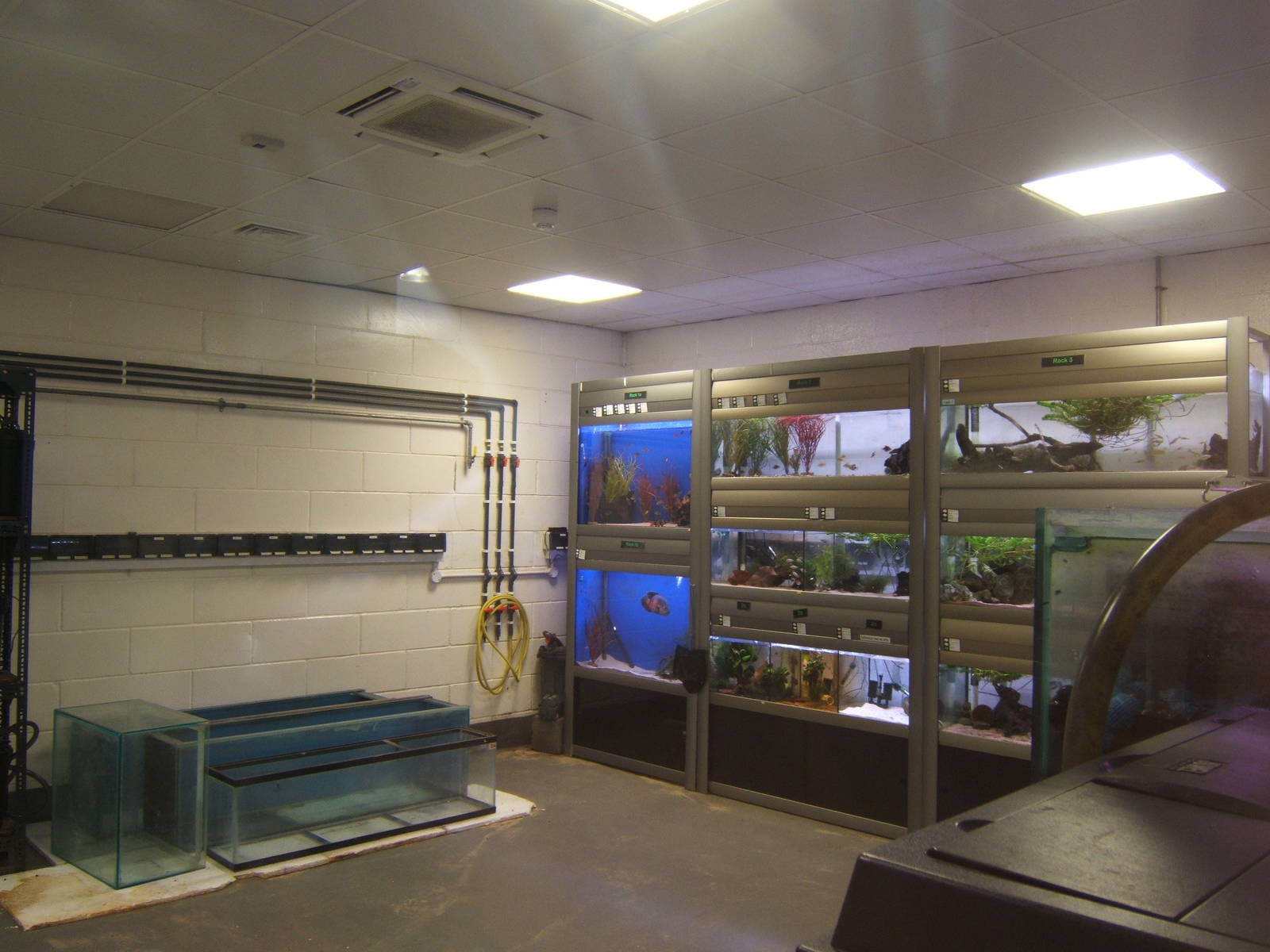 Fresh Water fish room being redone