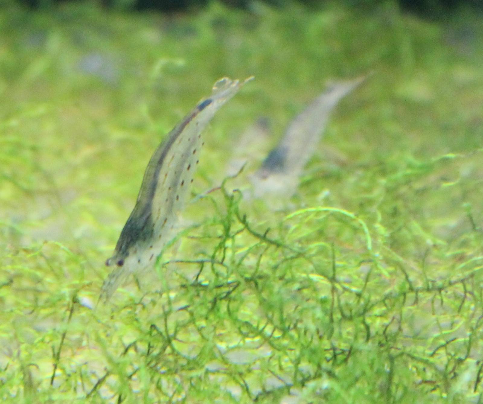 Fresh-water shrimp species