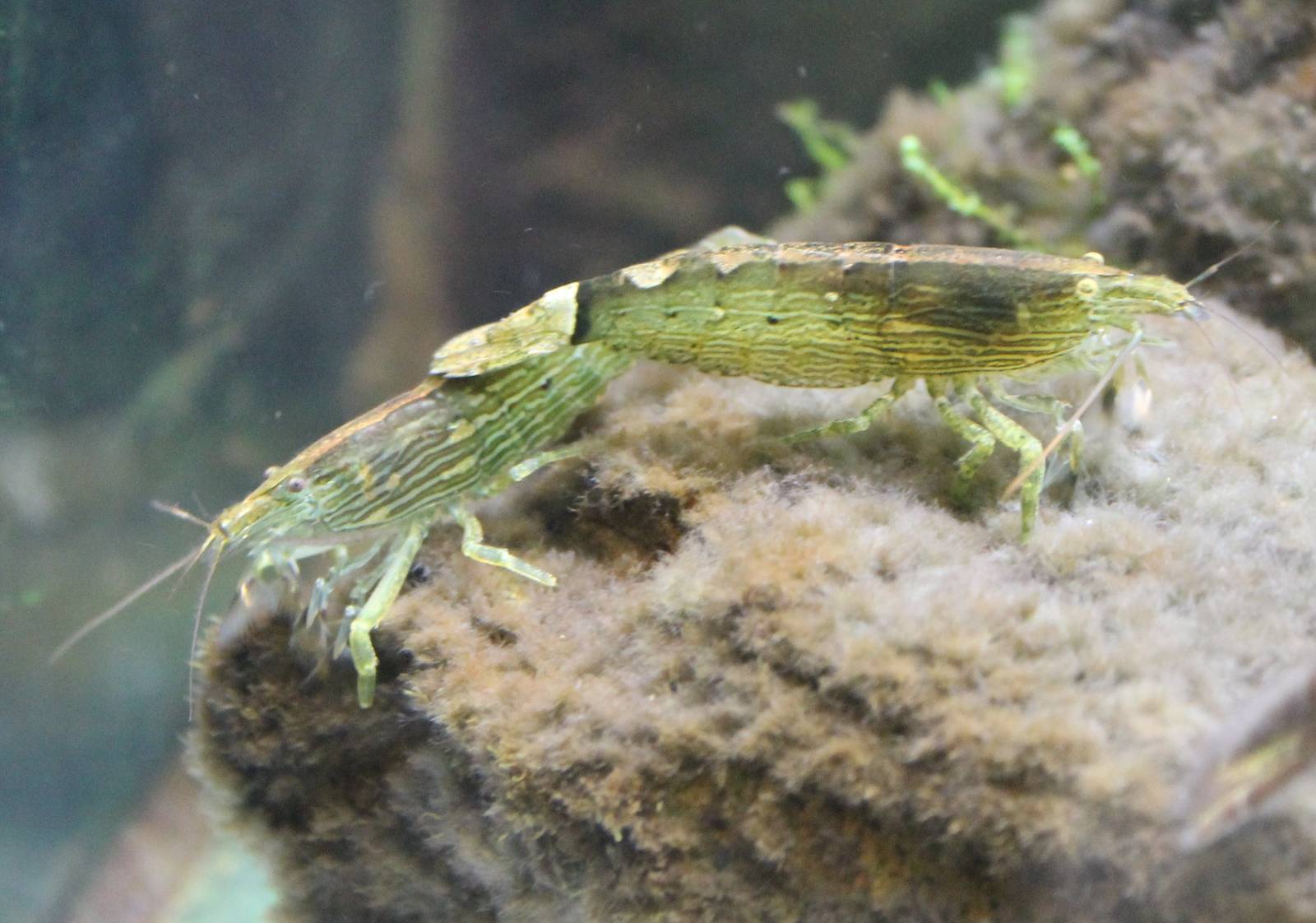 Fresh-water shrimp species