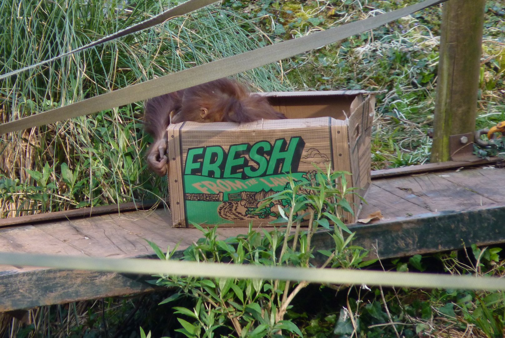Freshly-boxed orangutan, March 2017