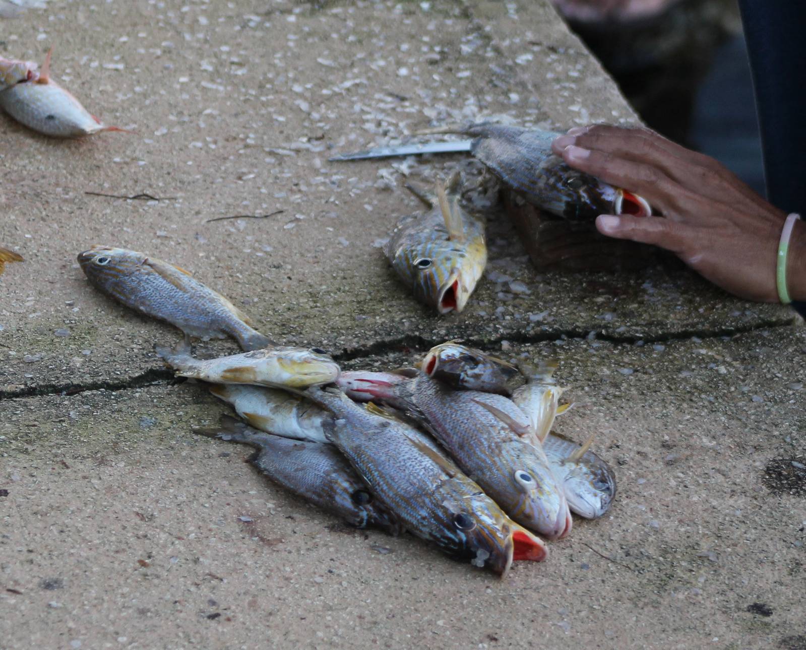 Freshly catched fish