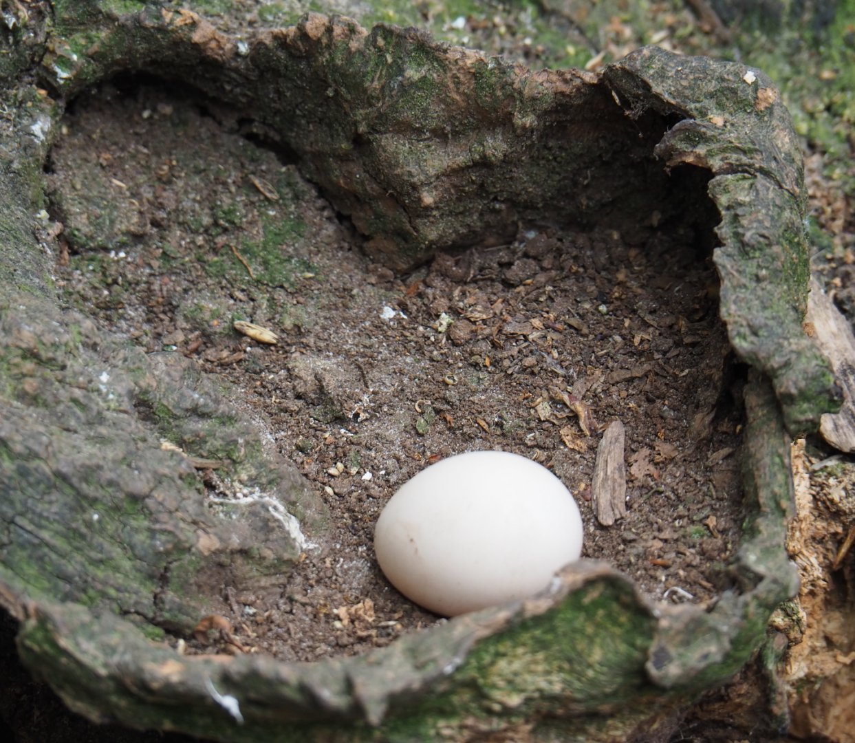 Freshly deposited golden pheasant egg, 2019-05-25