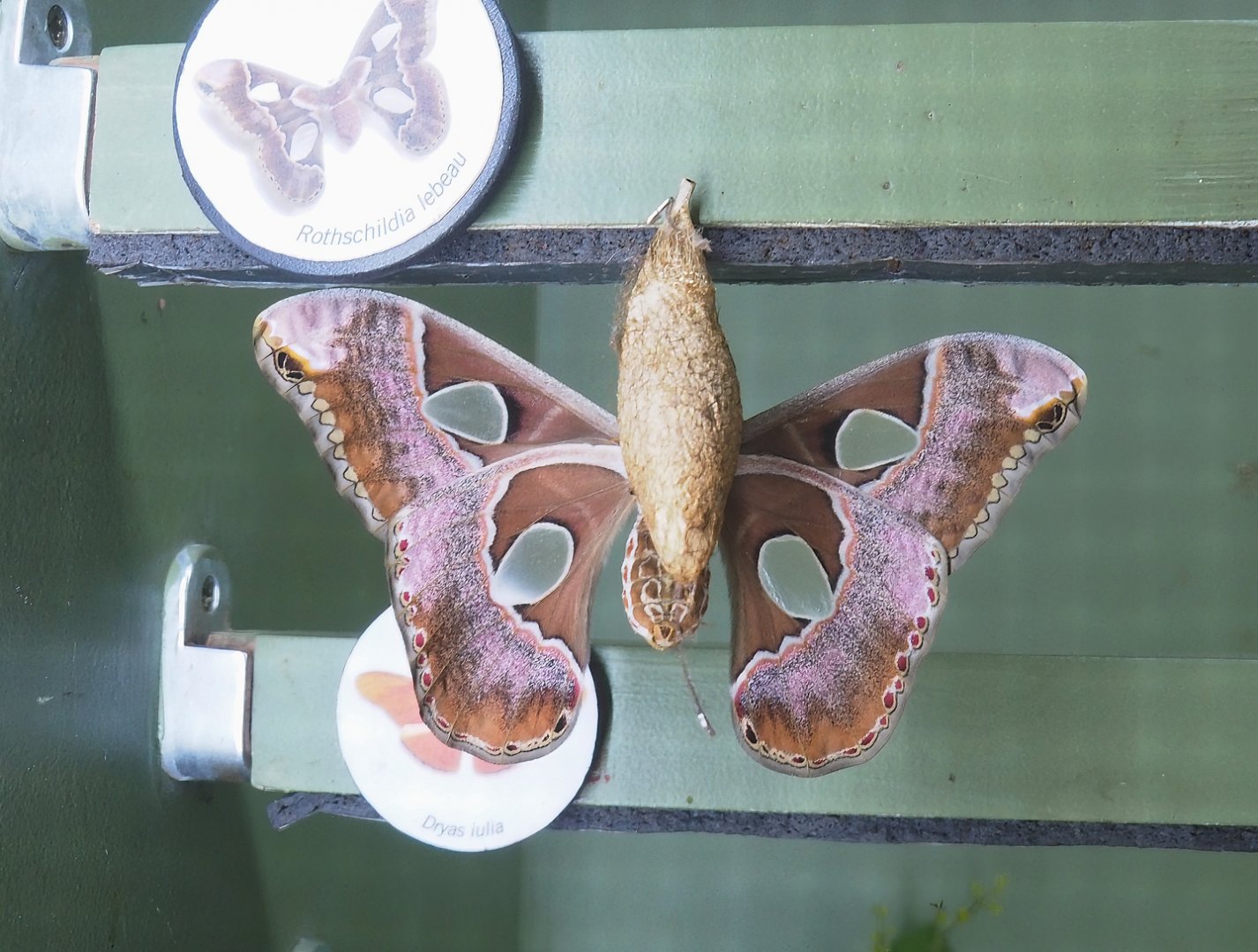 Freshly emerged Lebeau's silk moth (Rothschildia lebeau), 2023-07-22