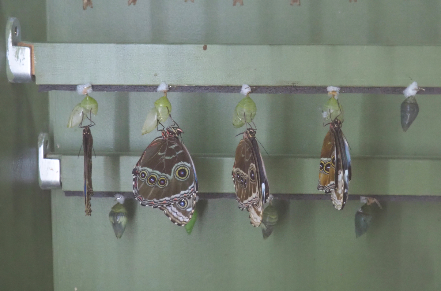 Freshly emerged Morpho peleides, 2020-06-28