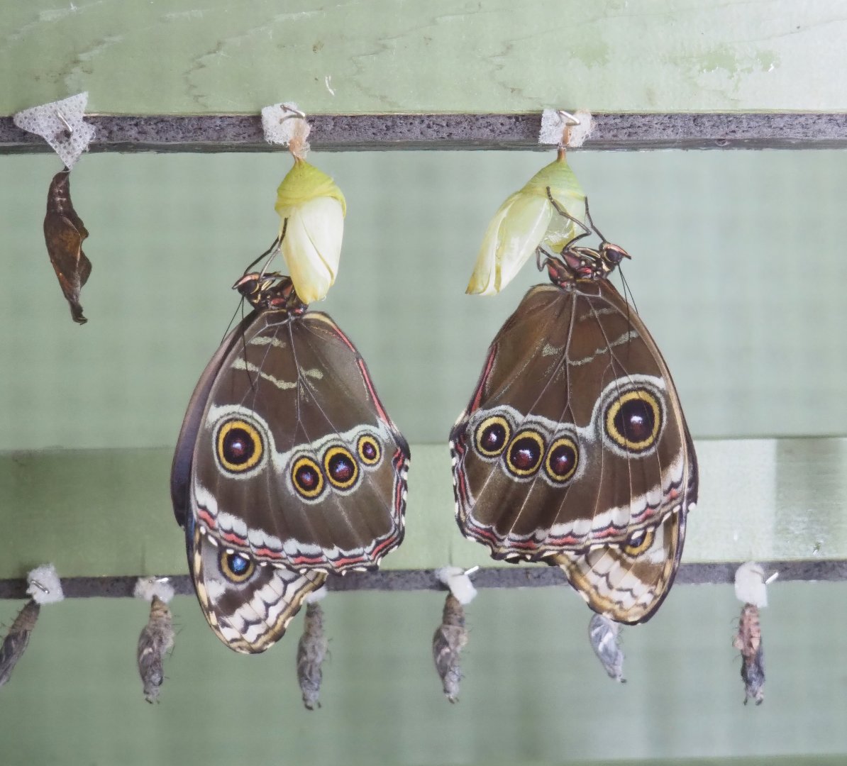 Freshly emerged Morpho peleides, 2023-04-08