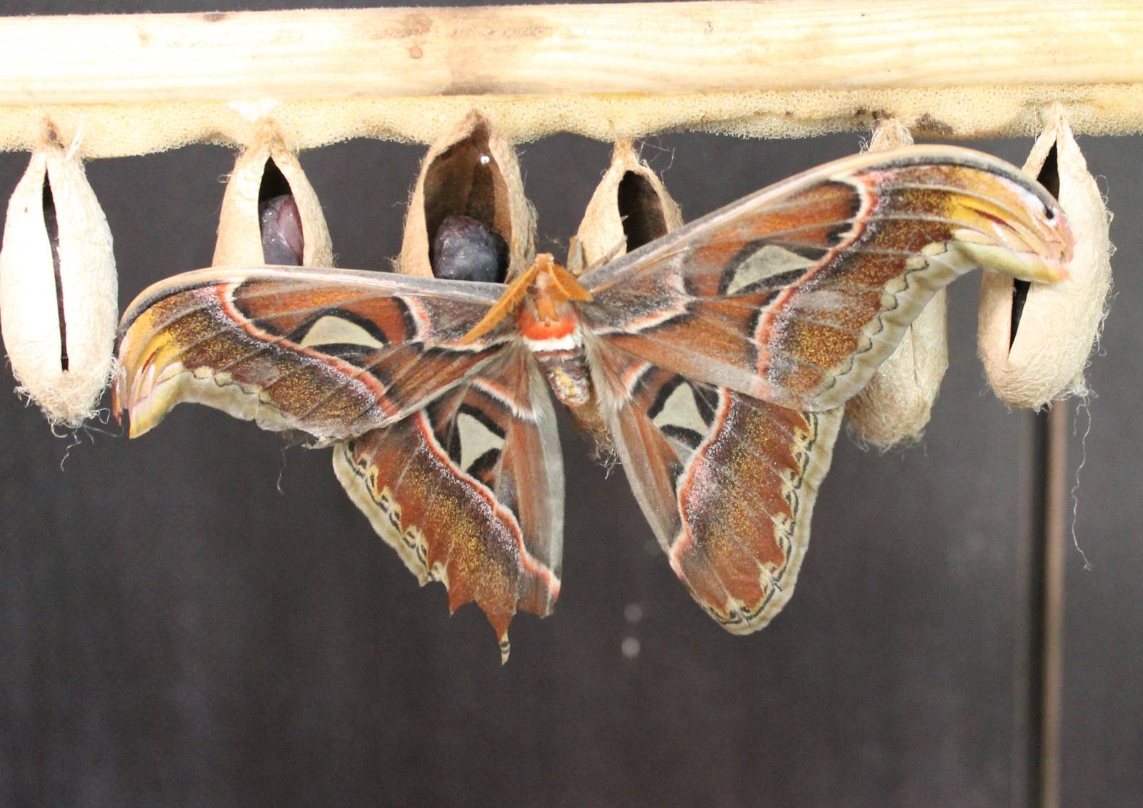 Freshly hatched Atlas butterfly