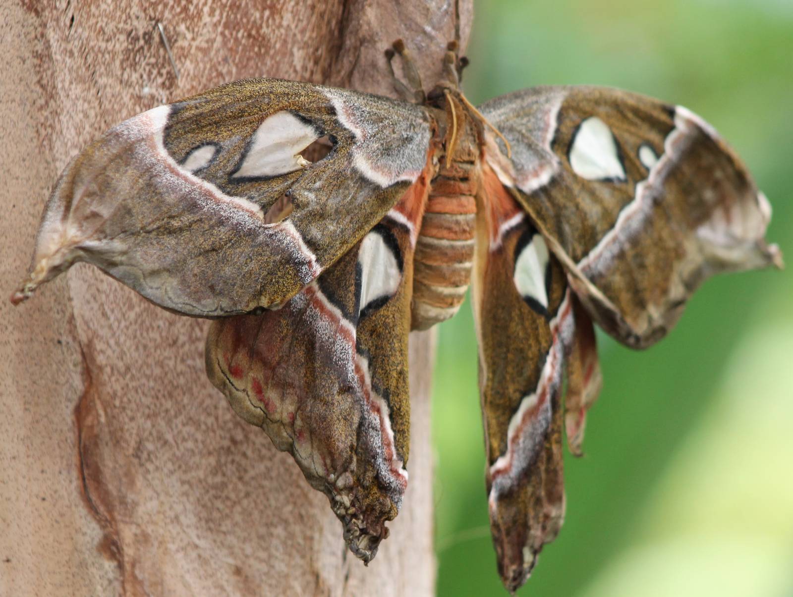 freshly hatched butterfly