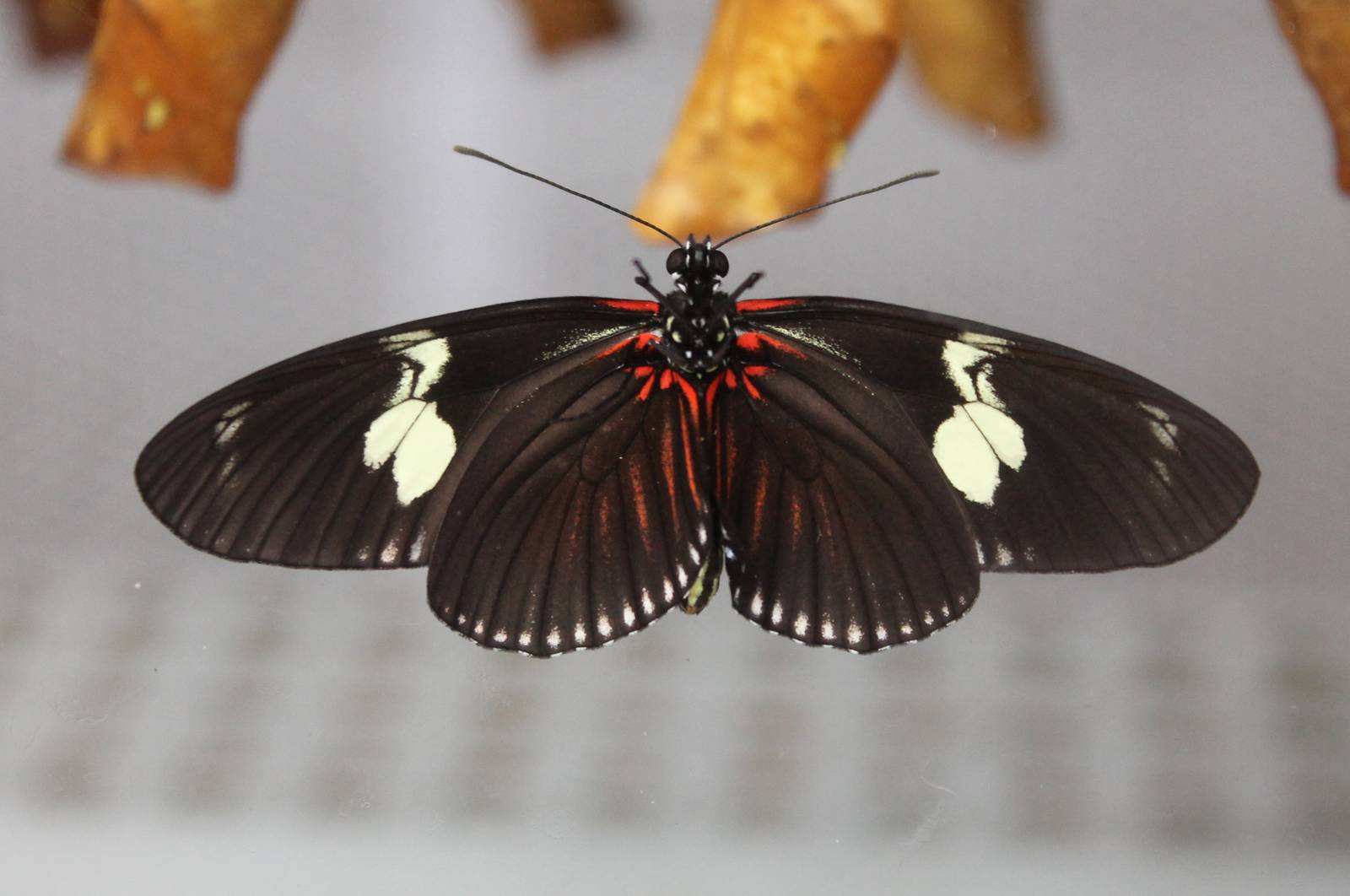 Freshly hatched butterfly