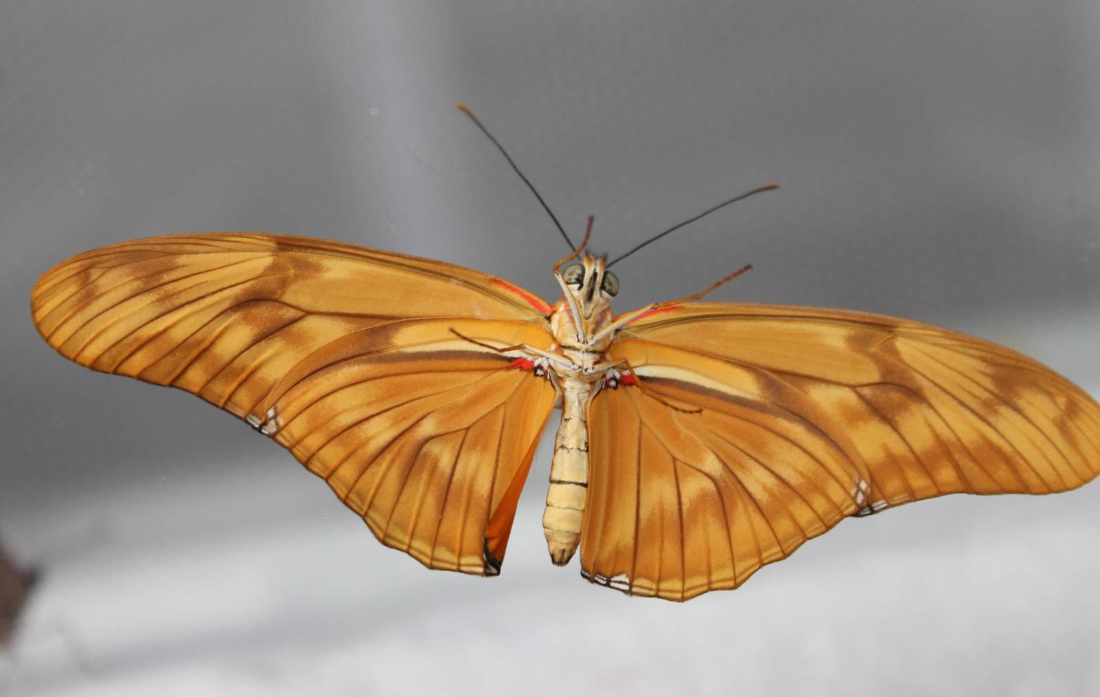 Freshly hatched butterfly