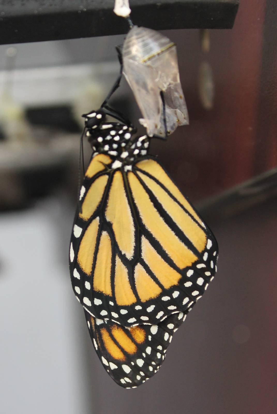 Freshly hatched butterfly