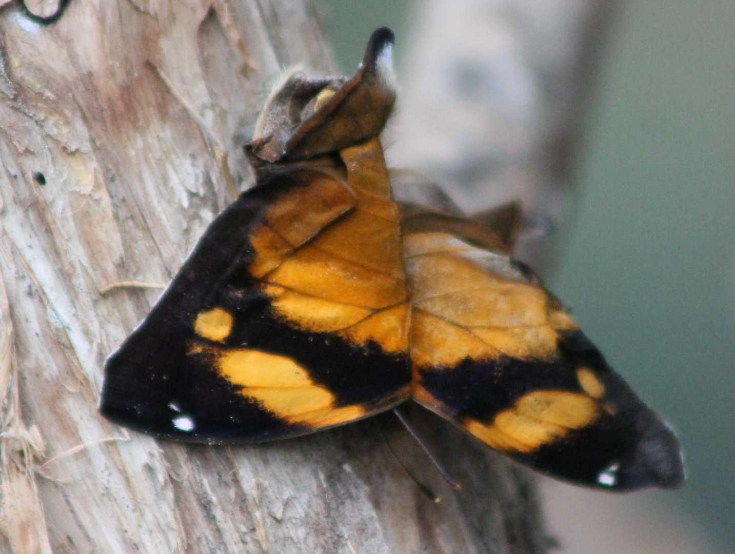Freshly hatched butterfly
