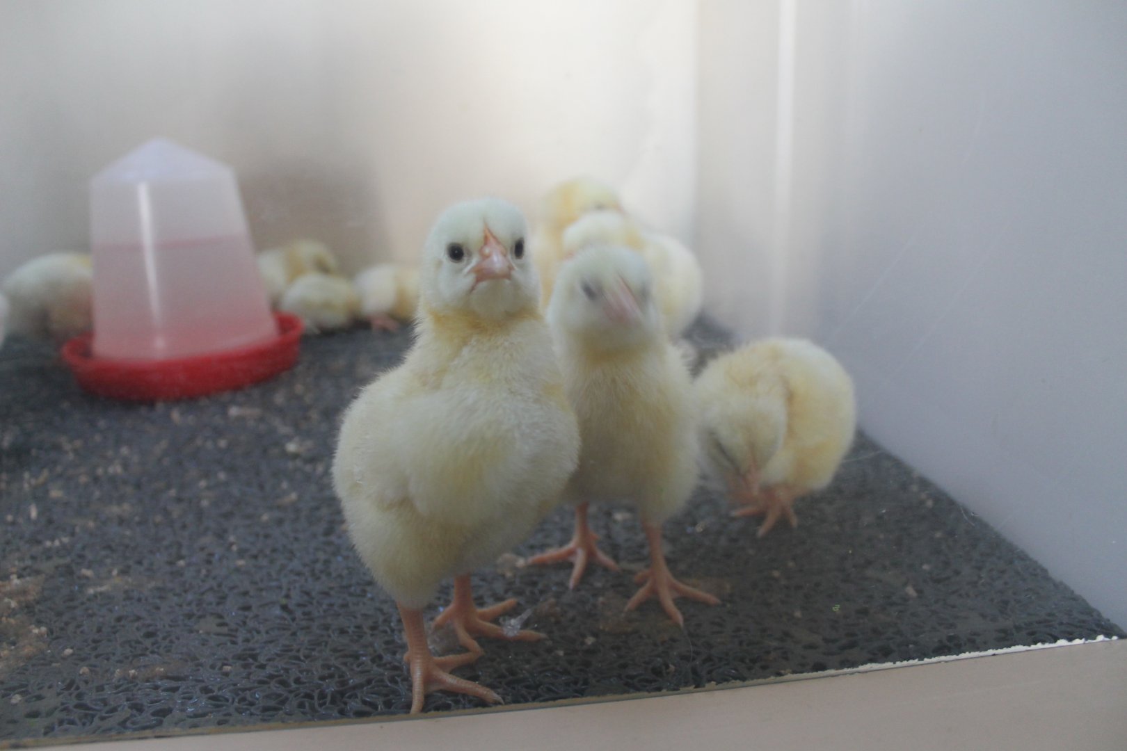 Freshly hatched chickens