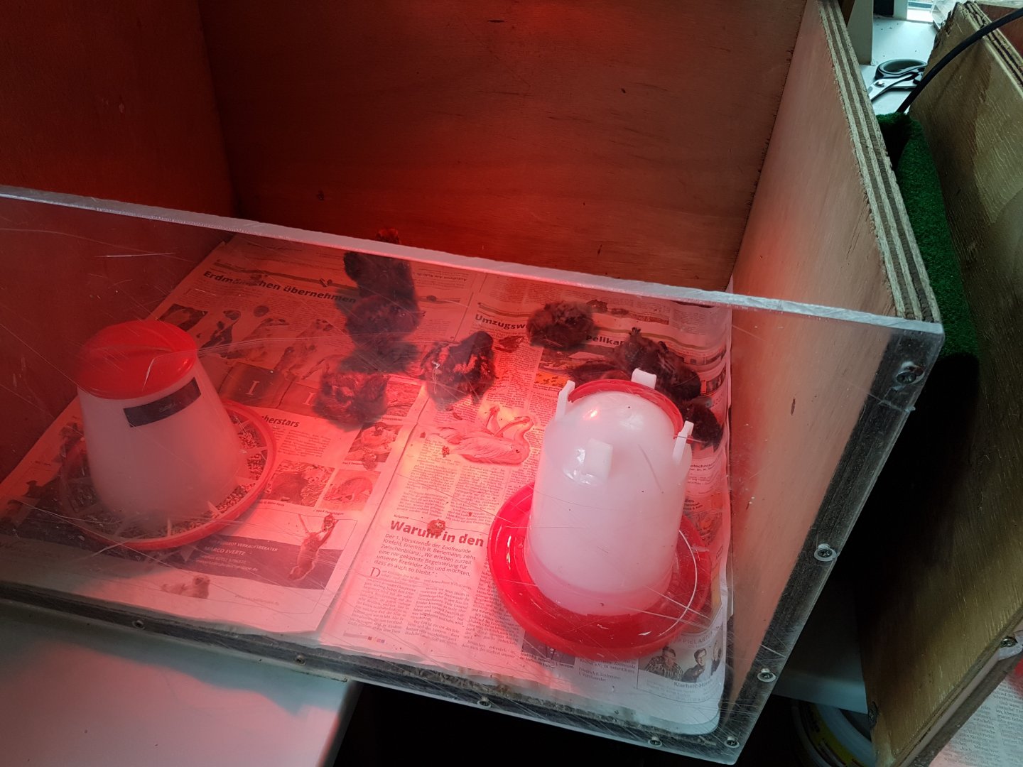 Freshly hatched chickens