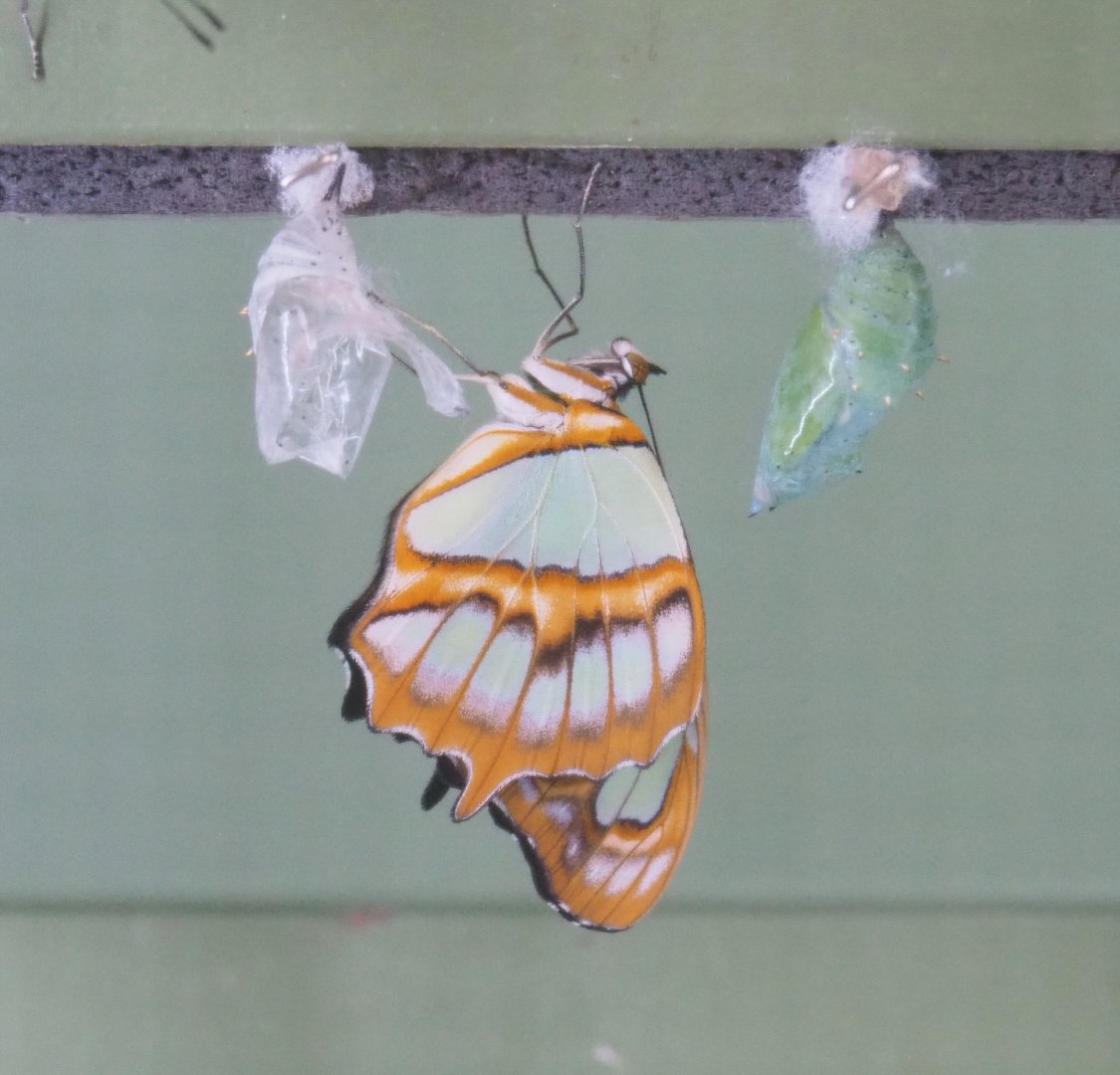 Freshly hatched Malachite butterfly (Siproeta stelenes), 2022-05-26