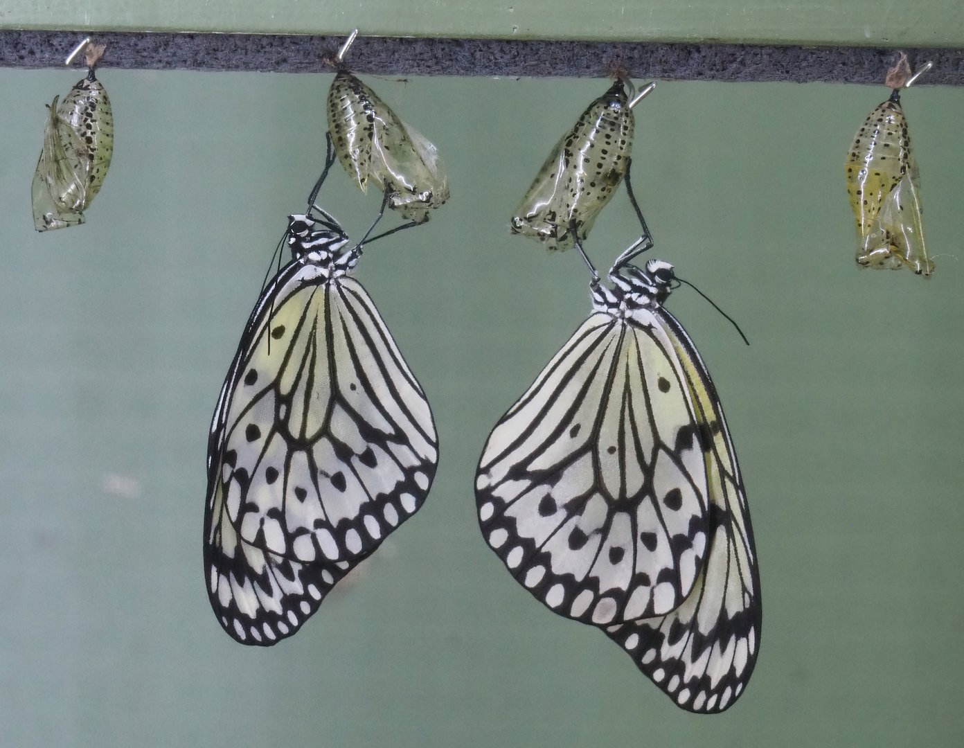 Freshly hatched Paper kites (Idea leuconoe), 2022-08-16