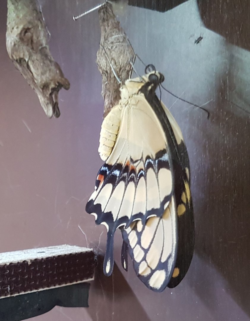 Freshly hatched Swallow-tail