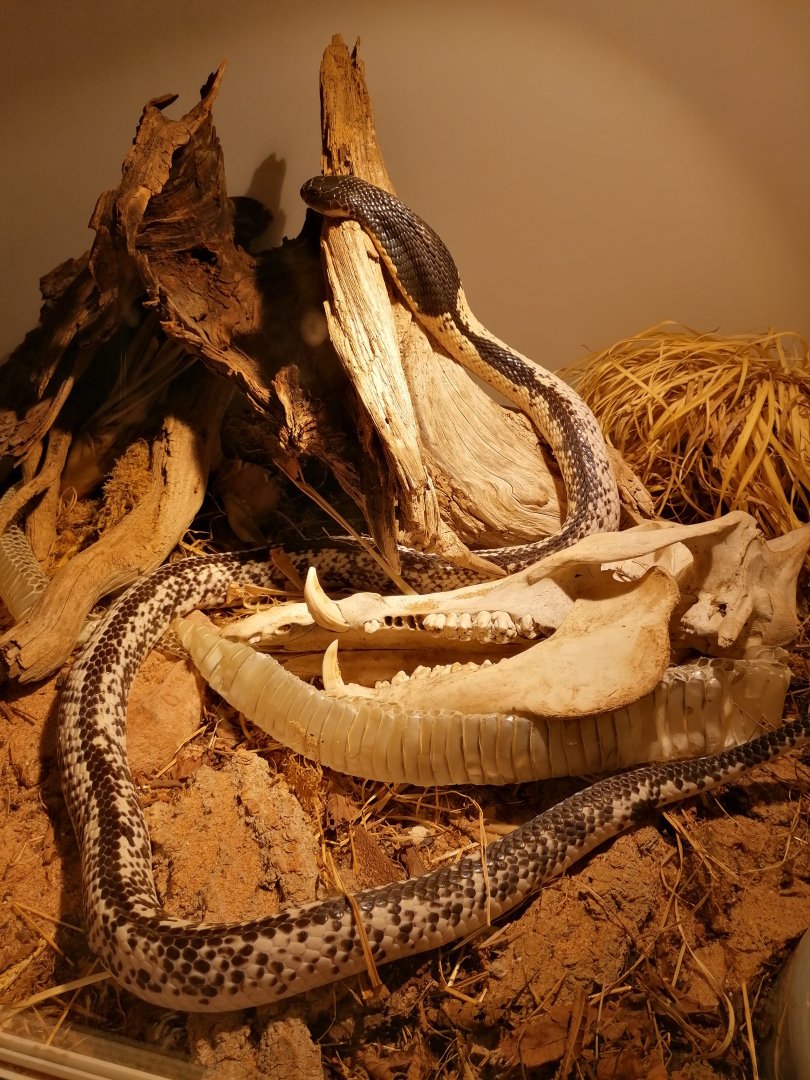 Freshly shed Siamese Spitting Cobra (Naja siamensis)