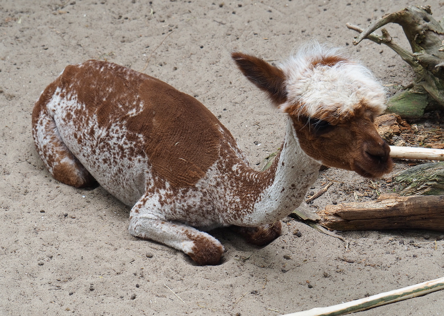 Freshly shorn red and white pied Alpaca (Vicugna pacos), 2019-05-25