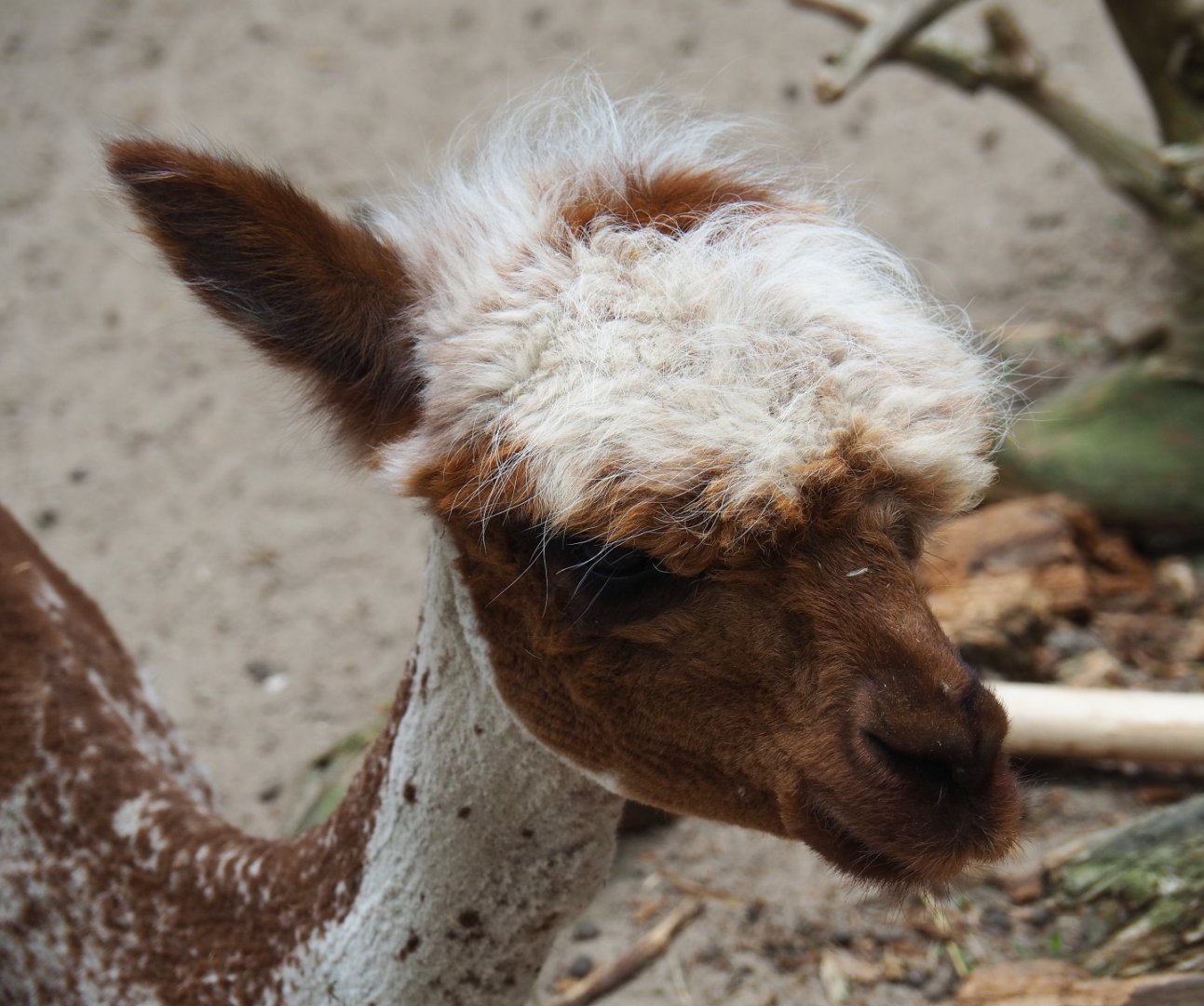Freshly shorn red and white pied Alpaca (Vicugna pacos), 2019-05-25