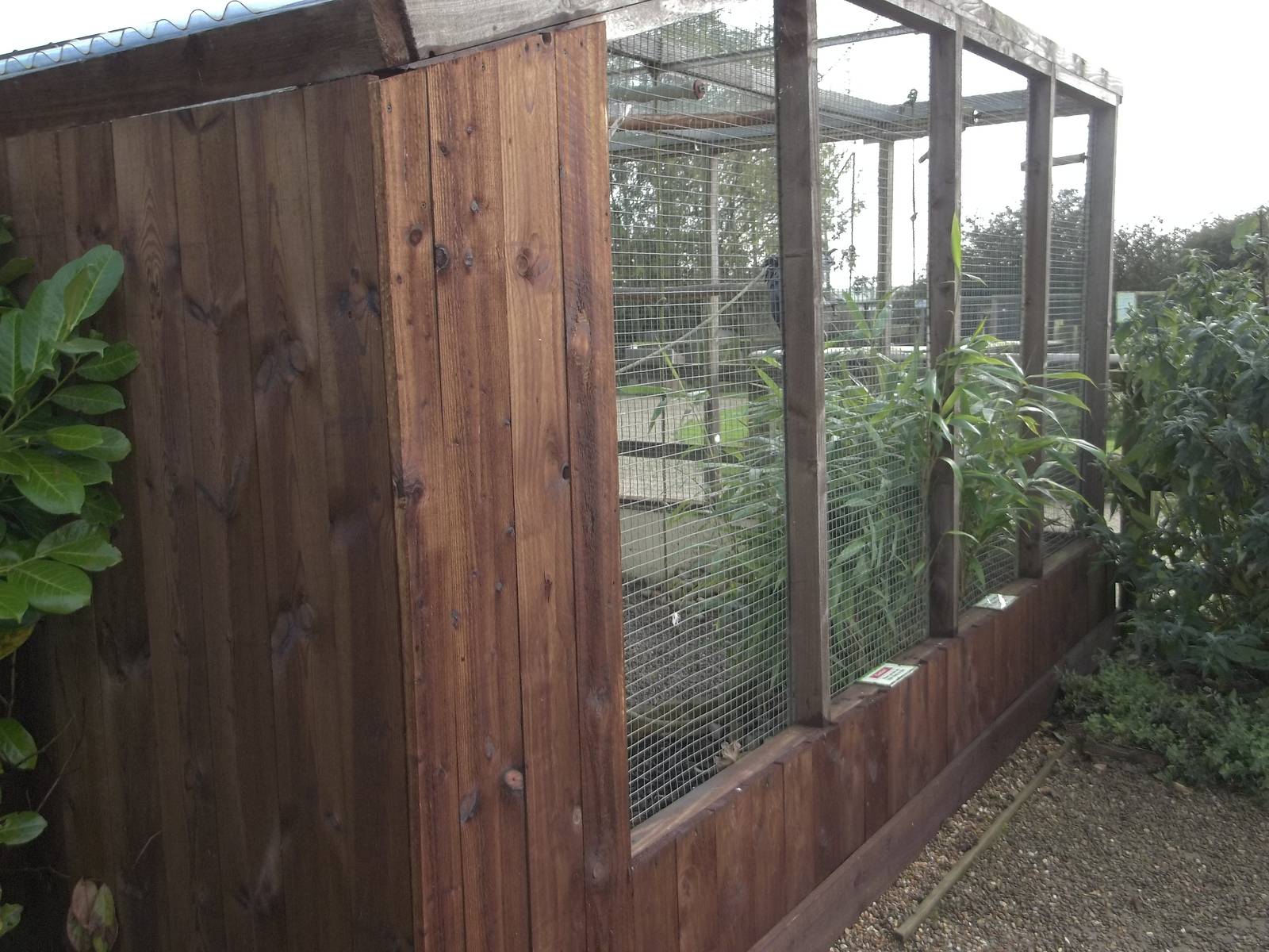 Freshly stained African Parrots Aviary, 16th October 2014