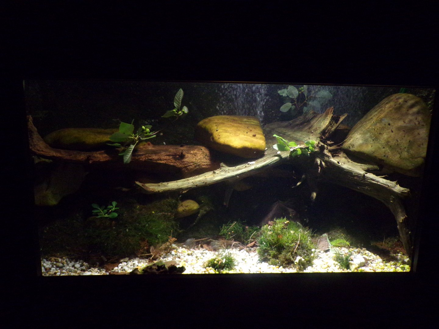 Freshwater amphipod tank 9.7.25