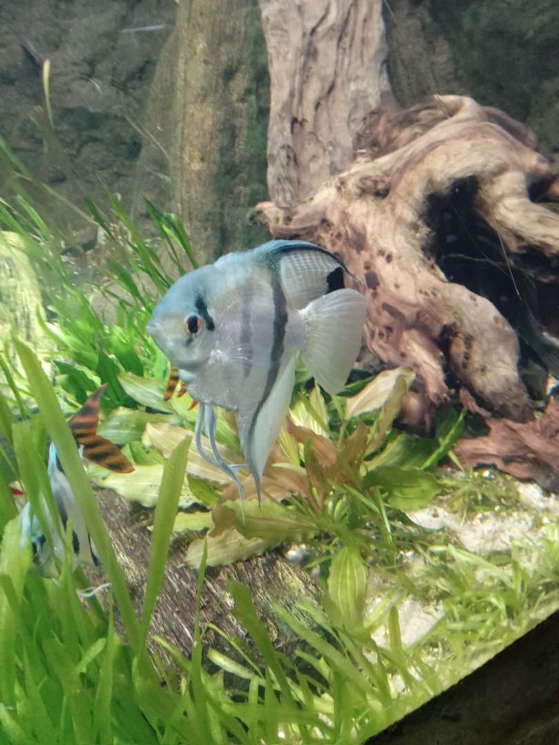 Freshwater Angel Fish