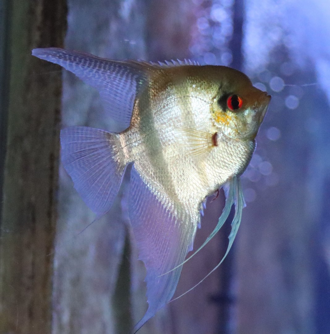 Freshwater angelfish - 1 July 2021