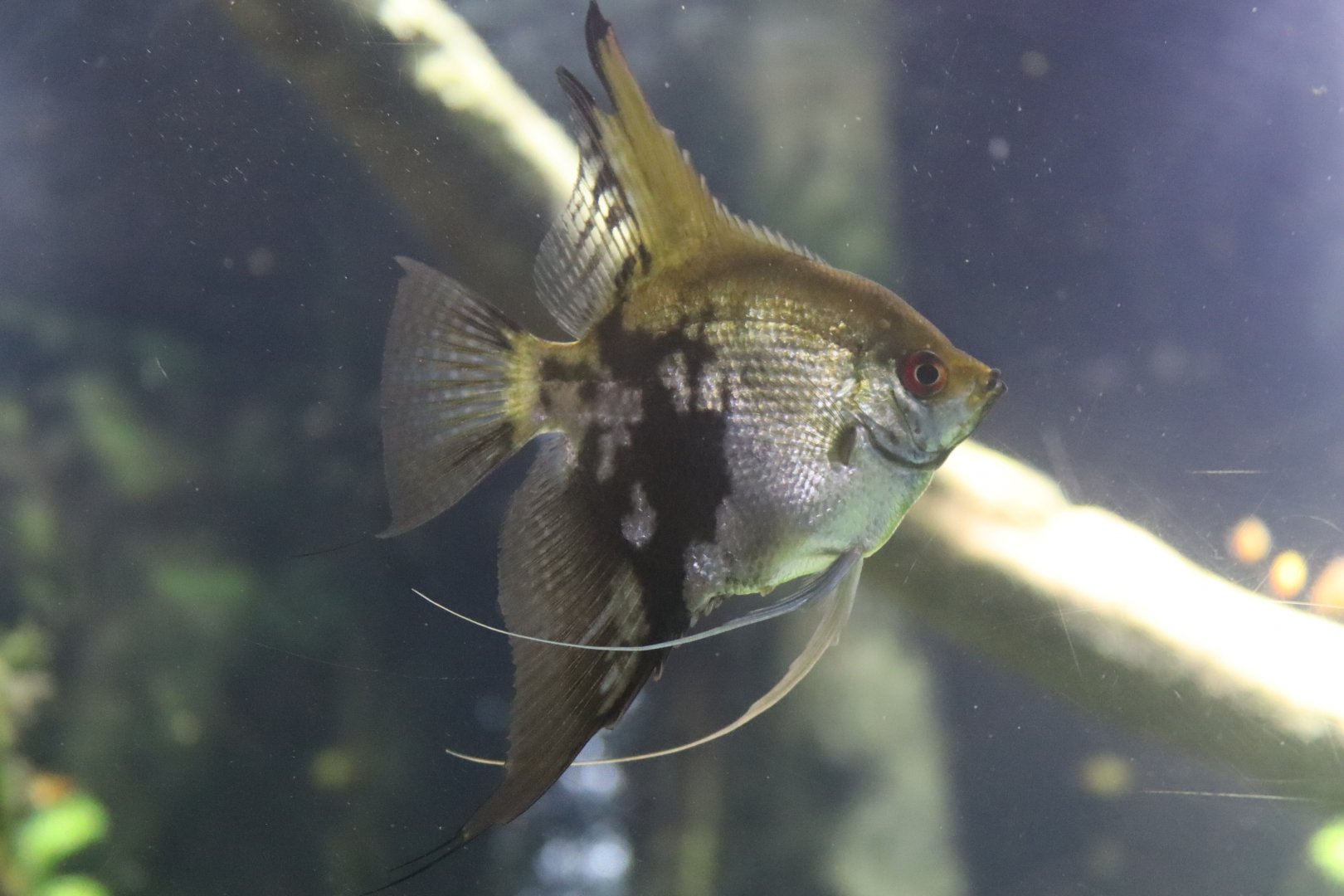 Freshwater Angelfish - 24 June 2024