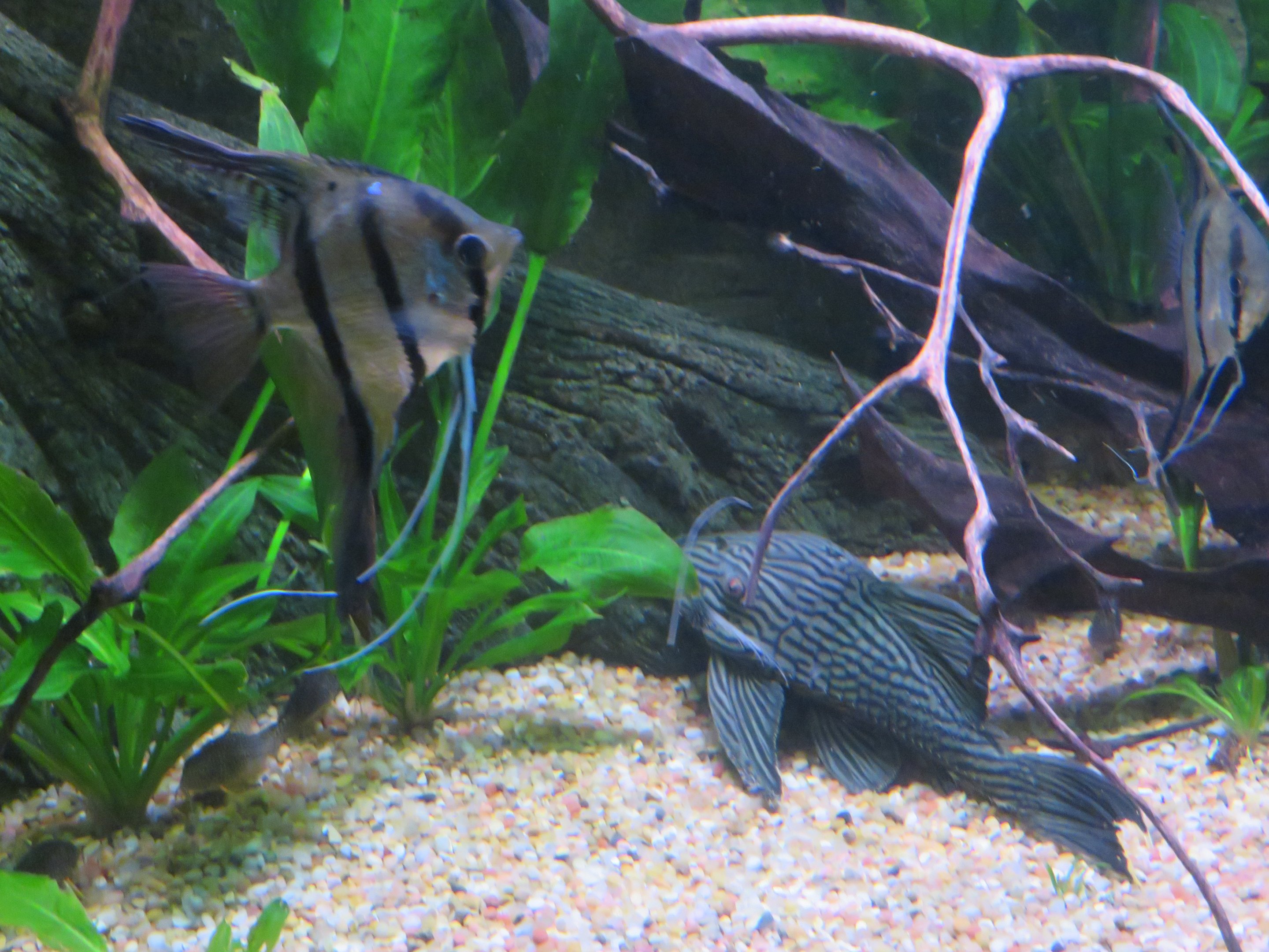 Freshwater Angelfish and Pleco