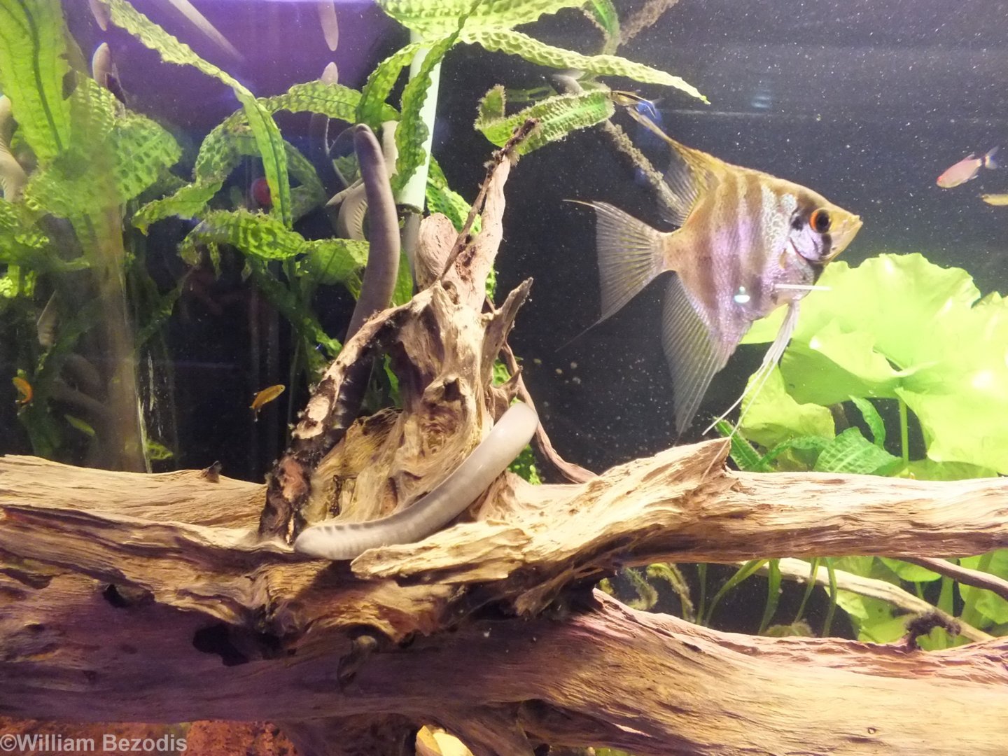 Freshwater Angelfish and Rio Cauca Caecilian - Wroclaw Zoo Terrarium