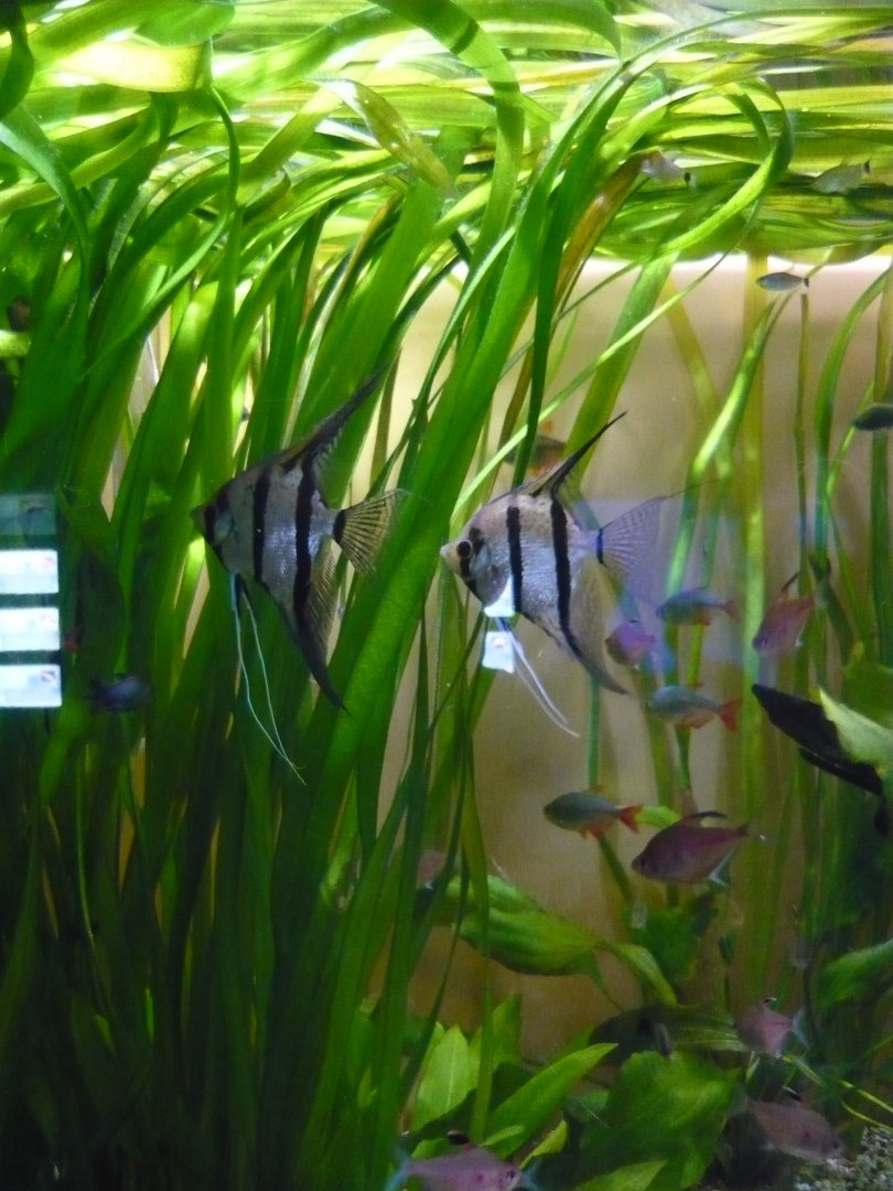 Freshwater angelfish and tetras