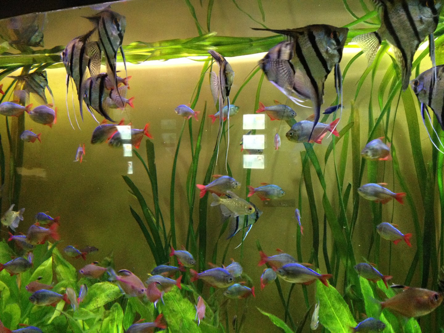 Freshwater angelfish and tetras