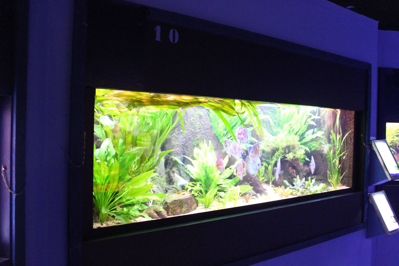 Freshwater angelfish aquarium