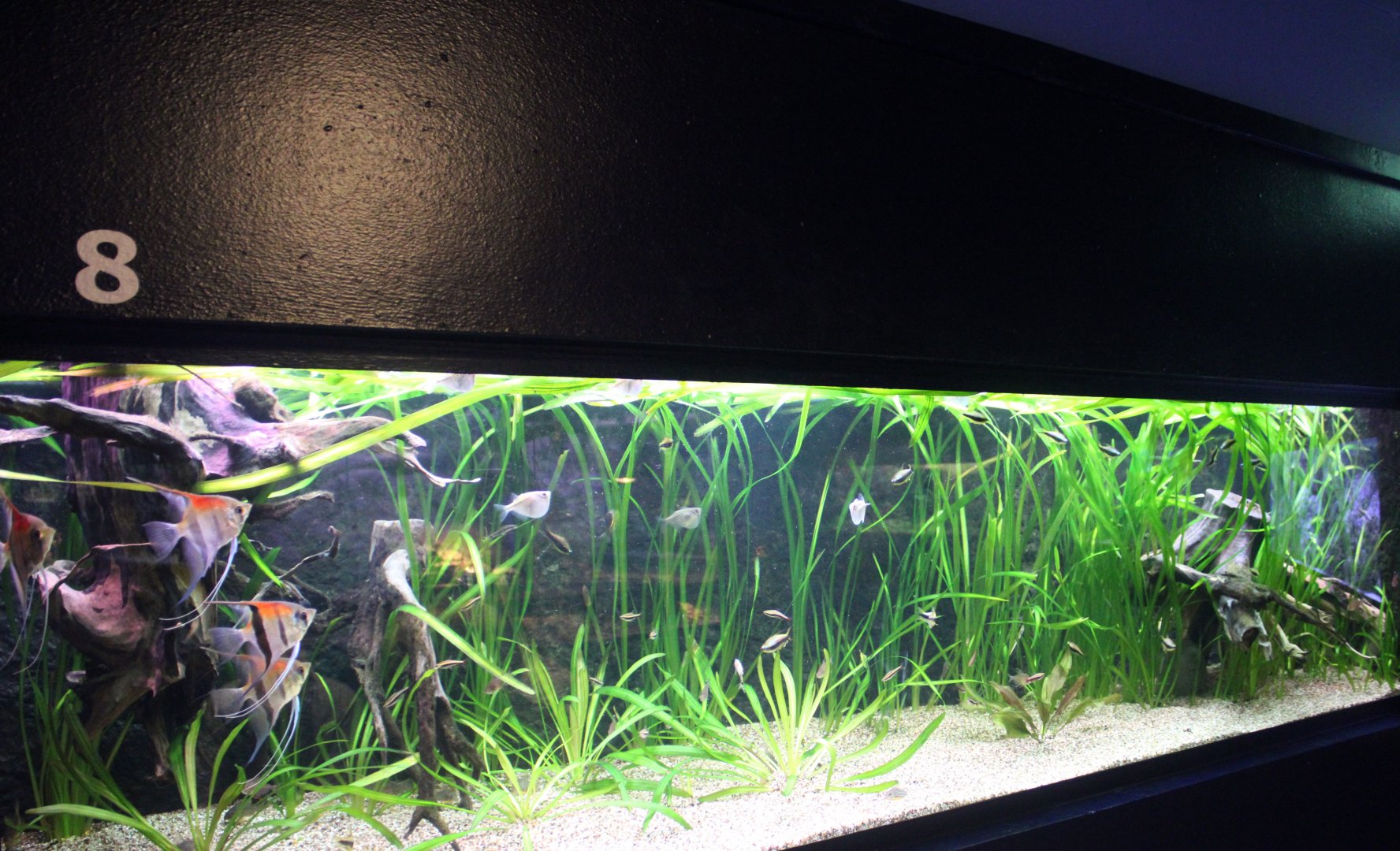 Freshwater angelfish aquarium